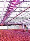 © Fionia Lighting A/S Rote LEDs im Gewächshaus