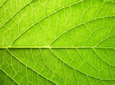 Wie energieeffizient Blattgrün arbeitet