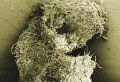 Aufgeschlossenes Buchenholz Aufgeschlossenes Buchenholz, © Fraunhofer IGB