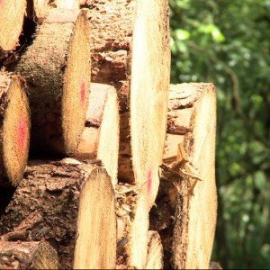 Holzvermessung mit dem Smartphone, © FOVEA UG