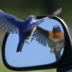 Twitter-Gespräche, © Sidney Cromer – Fotolia